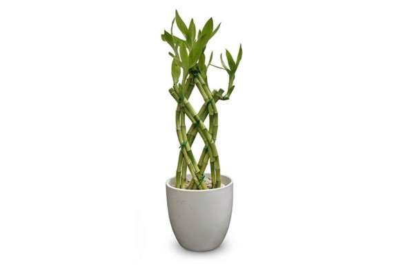 8 PCS Trellis in Porcelain Pot